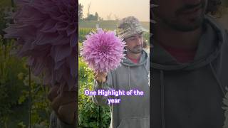 Download lagu Biggest Flower EVER? #dahlia #flowers #garden mp3 Download lagu Biggest Flower EVER? #dahlia #flowers #garden mp3