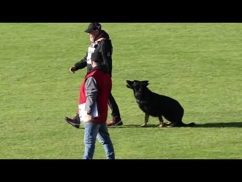Franklin Phillips (USA) mit dem Rüden Asko von der Siegermacht in der Unterordnung