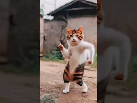 Cat dance! Funny cat ! #ytshorts #shorts #nitukumari