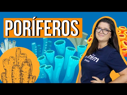 PORÍFEROS: estrutura, características e reprodução | RESUMO DE BIOLOGIA PARA O ENEM