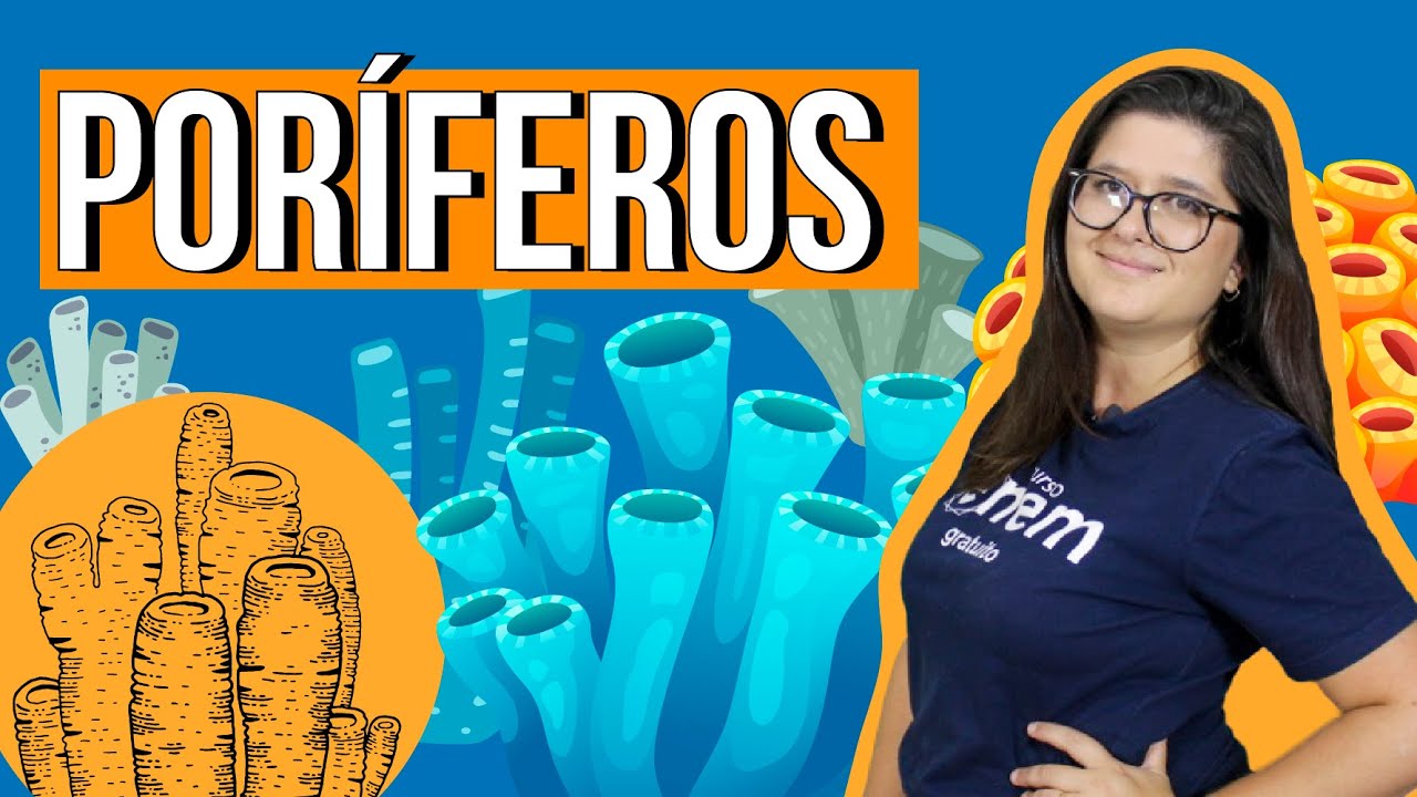 PORÍFEROS: estrutura, características e reprodução | RESUMO DE BIOLOGIA PARA O ENEM