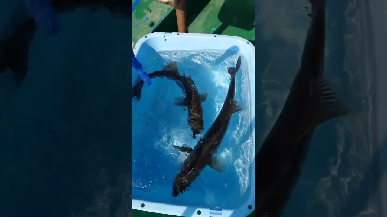 今日はデカ鈴木君が釣れました。暖かくなり活性が上がっているかもです～