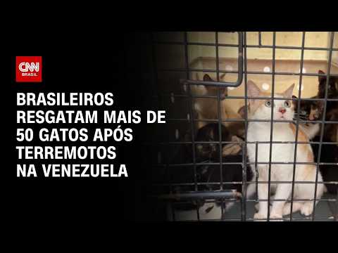 Terremotos na Venezuela: Brasileiros resgatam mais de 50 gatos após tremores | CNN PRIME TIME
