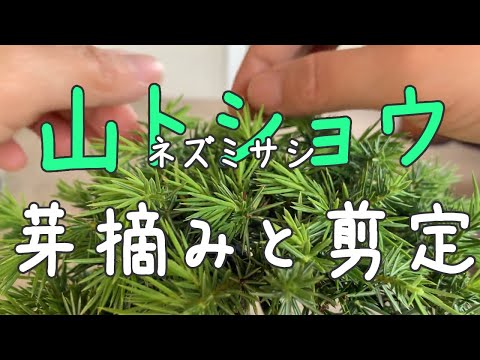 IUCN分類における絶滅の危険性を示す図。