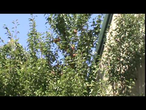download lagu mp3 mp4 Ayers Pear, download lagu Ayers Pear gratis, unduh video klip Ayers Pear