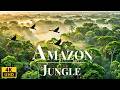 WILD AMAZON IN 4K: AMAZING ANIMALS &AMP; LAND ..