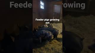 Download lagu Updates from the pig barn mp3