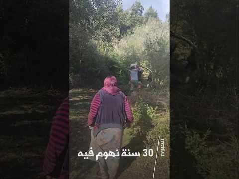 جدة في عمر 80 تروي تجربة 30 سنة من جني الزيتون بورتريه الخبر تيفي