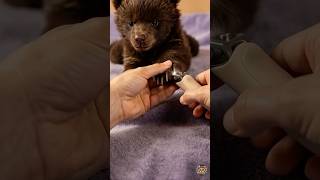 😴 He didn't even flinch — full Baby Bear spa ASMR (nails + paws + ears )