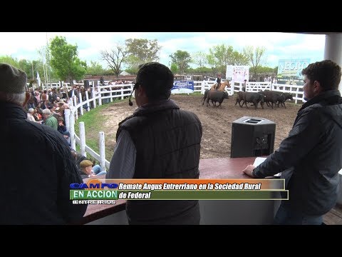 Remate Angus Entrerriano 2019 - Cesar del Cerro