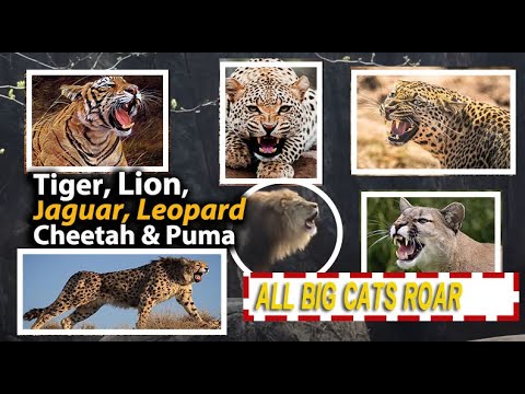 All Big Cats Difference of Roar Purr and Sound Effect | Tiger, Lion, Jaguar, Leopard, Cheetah, Puma