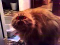https://www.youtube.com/watch?v=NheOvMBJHrg