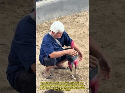 🐓 Cool Down Trick! Owner Mouth-Sprays Fighting Cock