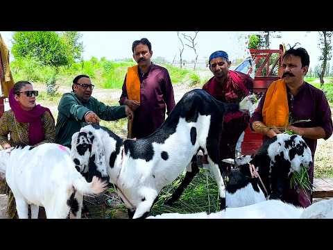 Tasleem Abbas and Soni Best Comedy Show || Bakra Prank  || ‪@TasleemAbbasOfficial‬