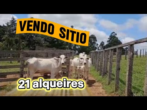 Sítio 21 alqueires terra vermelha Ibaiti PR (43)998273538 