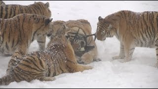 Chubby Siberian Tigers Hunt Electronic Bird of Prey