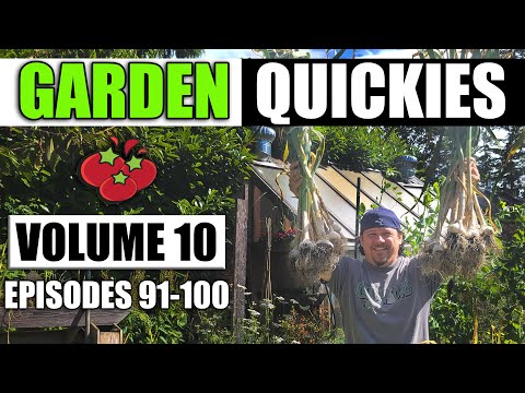 How To Grow Garlic Indoors Anytime Anywhere