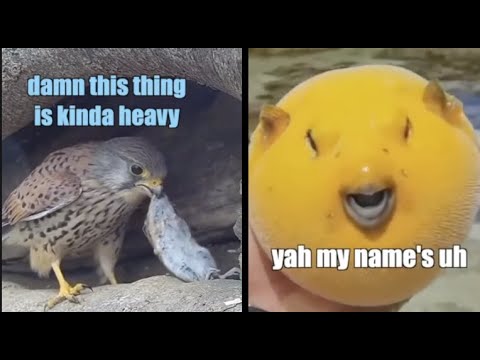 Best Animal Voiceovers - Ep. 17