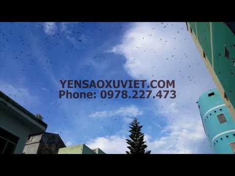 Thiên đường của yến