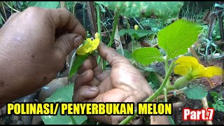 Tutorial Tani Menanam MELON dI Polybag  (Polinasi Manual)  #PART 7