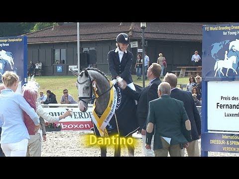 Hannoveraner Reitpferde-Championat der Dreijährigen Stuten und Wallache 2014 - Dantino