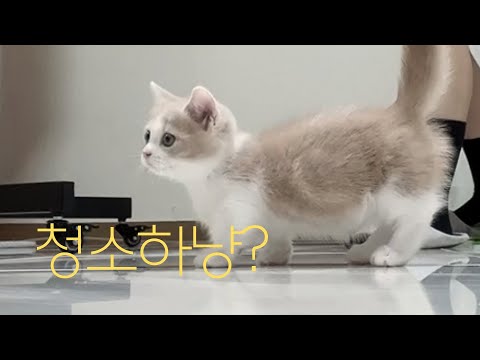 청소하는고양이(간섭쟁이) 우리집 청소 감자가 다함???