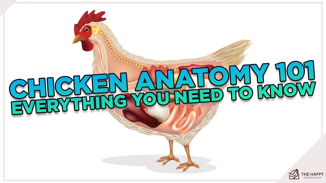 How many bones does a chicken have in it’s neck? More REF