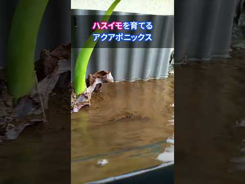 無土栽培アクアポニックスシステム