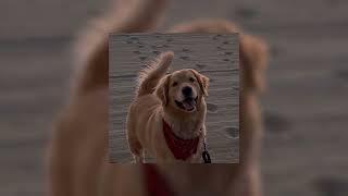 Download lagu happier - marshmello ( speed up ) mp3