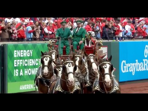 Budweiser Clydesdales circle field on 2024 Opening Day at Busch Stadium