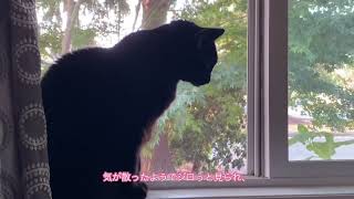 ショート　猫ちゃん日記