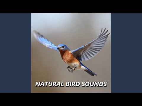 Perfect Summer Bird Sounds