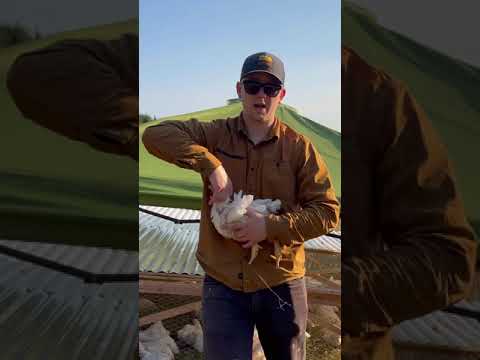 How to humanely euthanized a chicken (no tools)