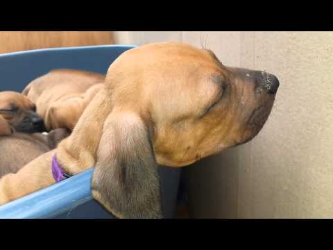 po dobrém papkání ...dobré pochrupkání :D