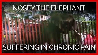 Nosey the Elephant Suffering in Chronic Pain