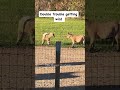 Double Trouble Part 1 Shorts Onehappyassfarm Farmlife Sheep Megthegoat Goat Bennythesheep