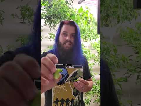 Sampling a Hydroponic 7 Pot Pepper