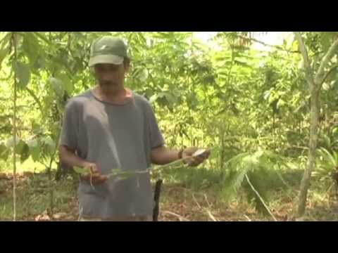How to plant and grow vanilla