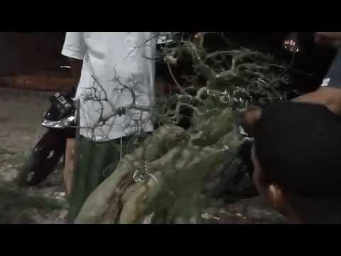 kawatin bonsai serut babon19 Oktober 2021