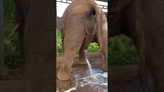 How&#39;s Elephant Toilet @GaonRiDhara