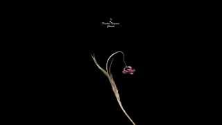 √♥ Setembro √ Chris Botti