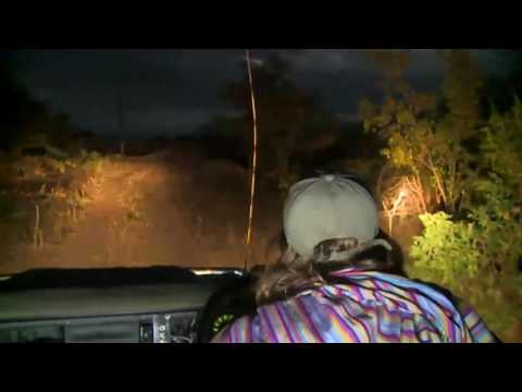 Civet Sighting at Safari Live - Legendado Pt-br