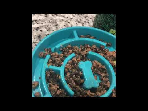 How to make specialized dogs food (dogs can’t eat chicken)