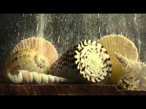 Racing Extinction - UKGFF 2016 Trailer