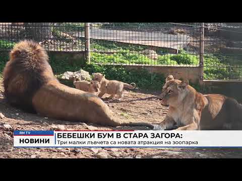 Бебешки бум в Стара Загора: Три малки лъвчета са новата атракция на зоопарка