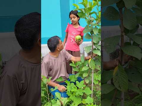 Chhimeki ko belauti #shorts