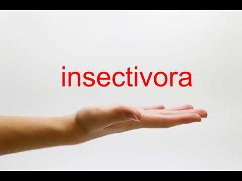 How to Pronounce insectivora - American English
