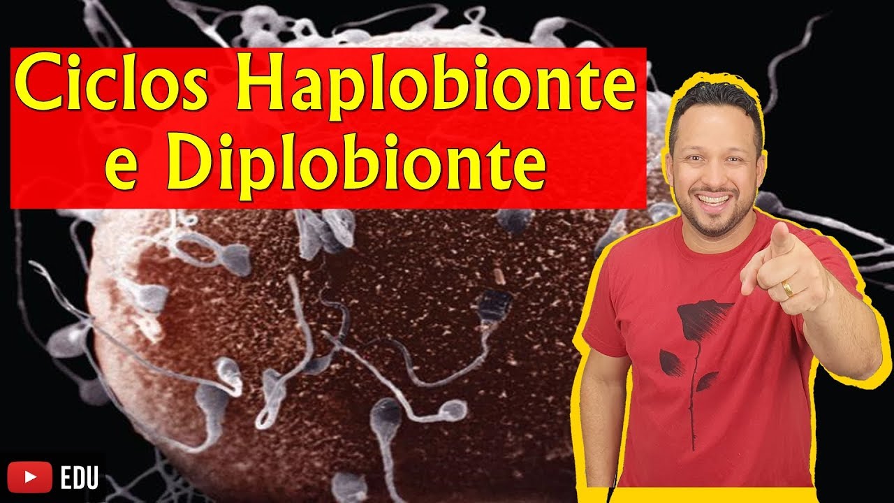 Ciclos Haplobionte e Diplobionte - Reprodução - Biologia com o Tubarão