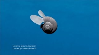 An Animal That "Flies" through the Ocean