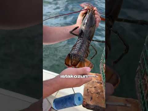 Bu İşareti Görürsen Istakozu Sakın Alma! 😳🦞